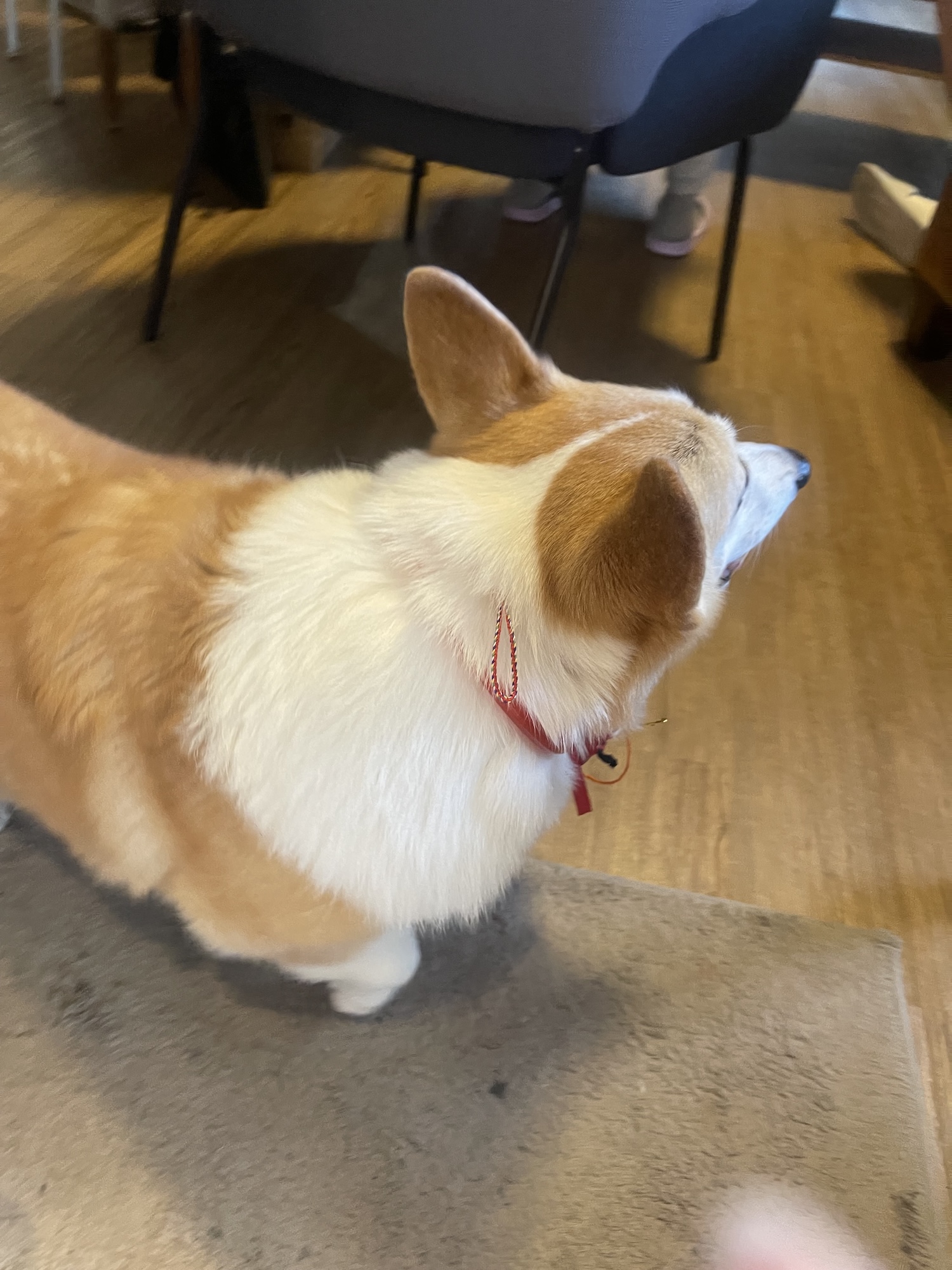 寵物年會暨尾牙_毛孩專心心聽課 寵物年會暨尾牙_毛孩專心心聽課