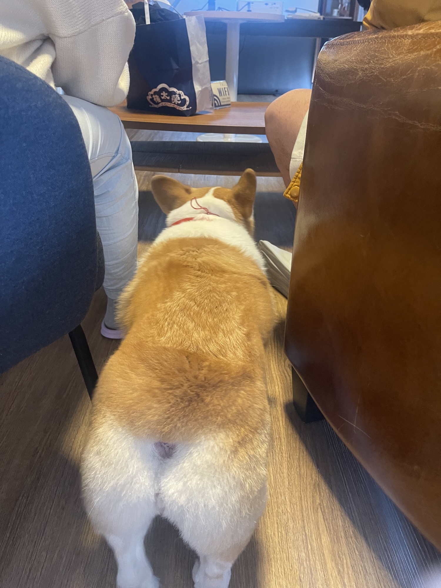 寵物年會暨尾牙_毛孩陪爸爸媽媽上班 毛孩一起認真聽年會